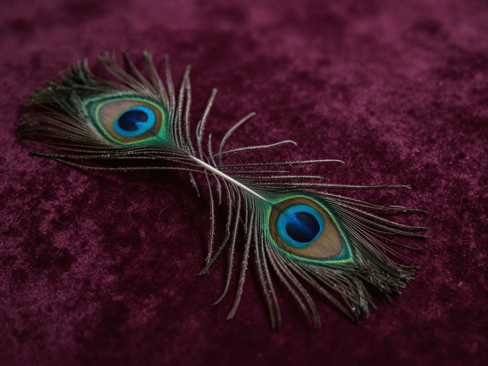The night she decided not to fan her feathers — sunwoojunga's 'Peacock'