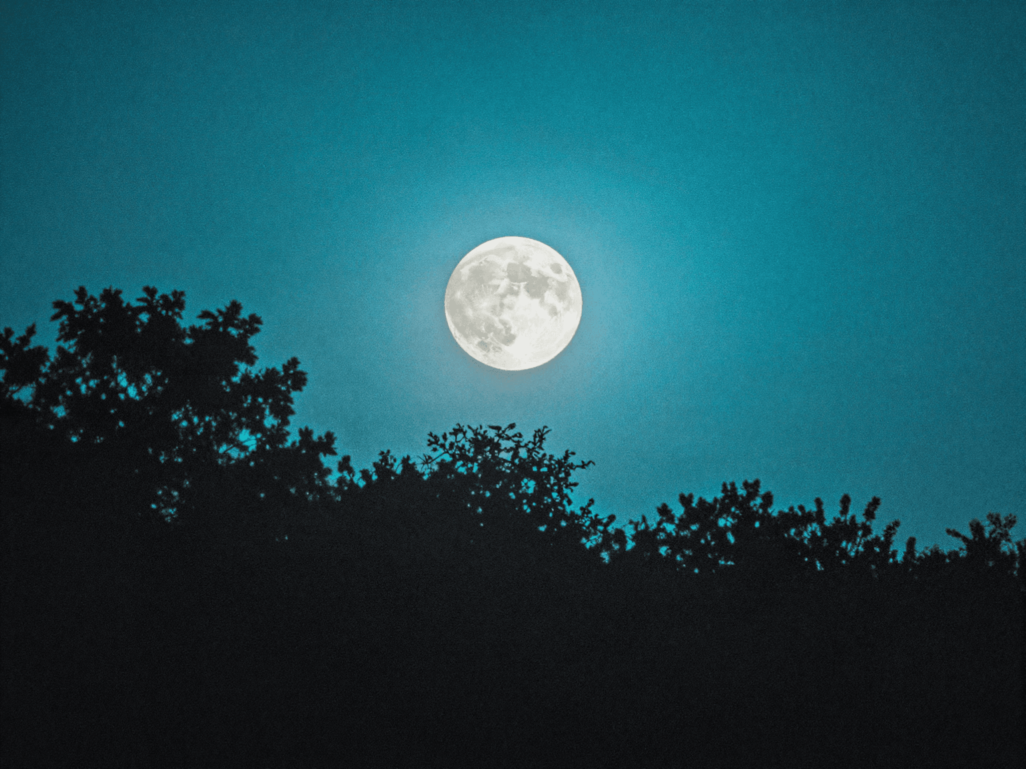 Starting at pollen, ending at the moon — Purple Whale's full session