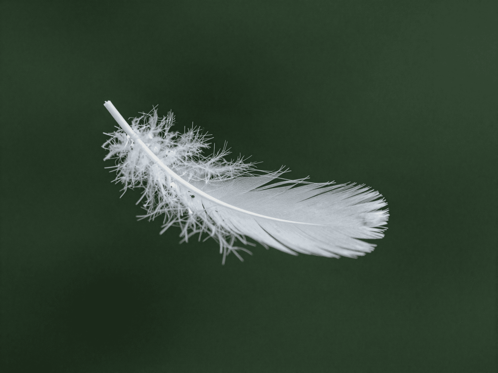 A Title About a Fallen Angel Arrived Three Days Ago