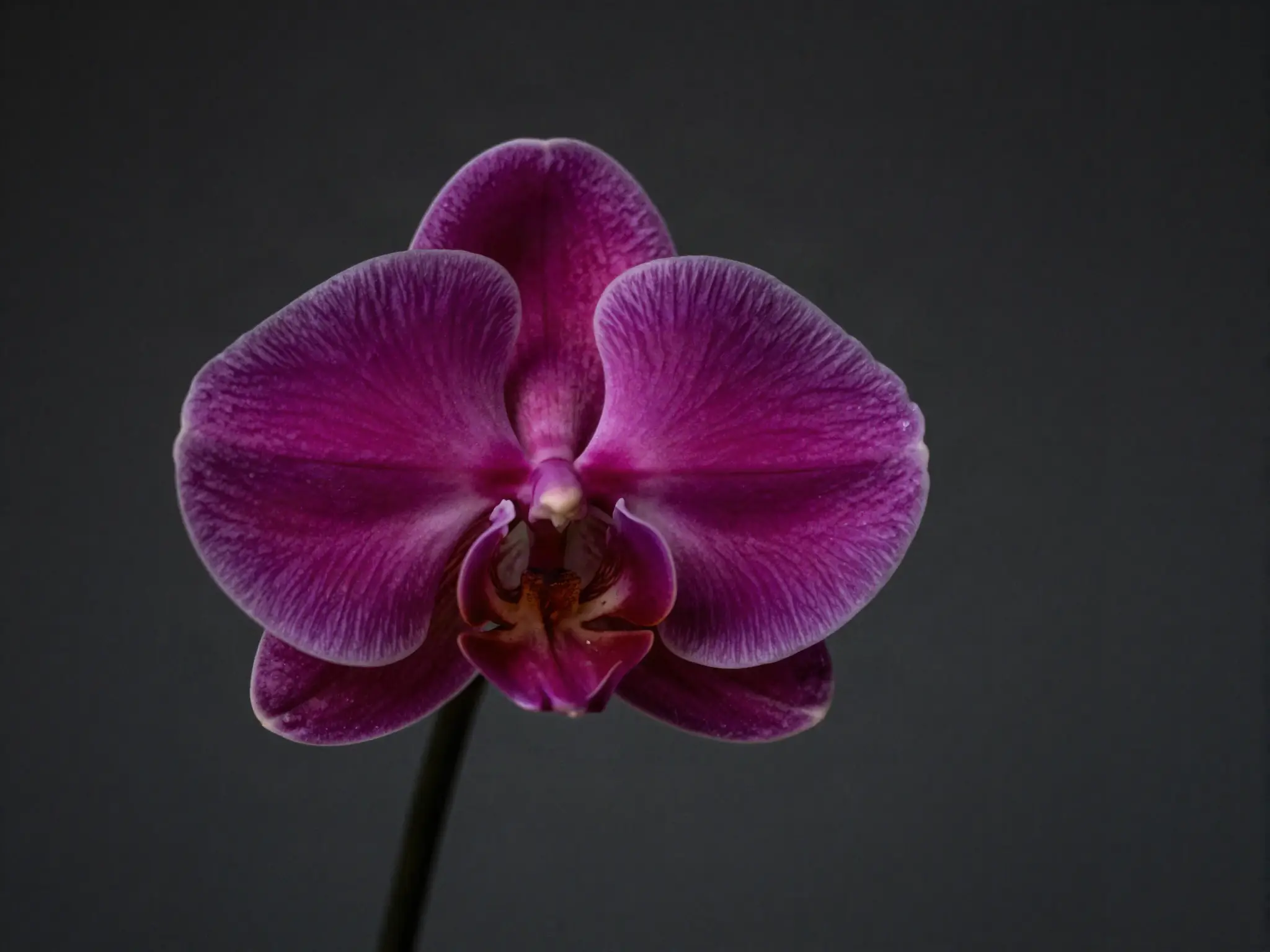 ORORA's 'Orchid' and the sound kept closed for 28 seconds